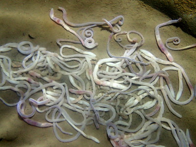 Worms