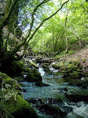 Within The Clydach Gorge - Photo by Barry Burn